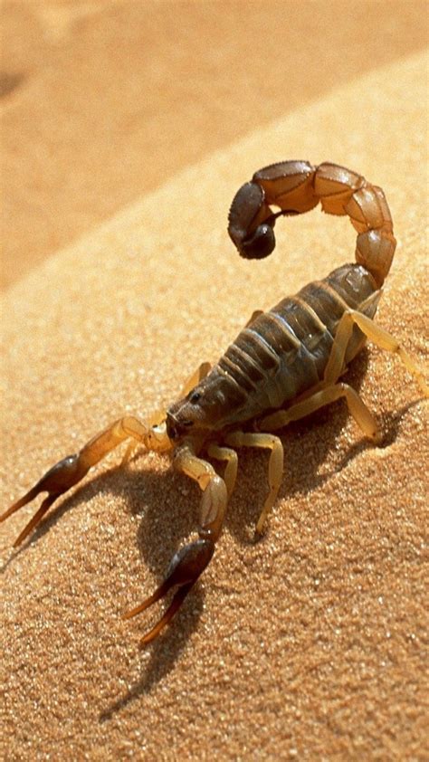 Pin by Yogesh Singh on Animals | Scorpion, Animals, Arachnids