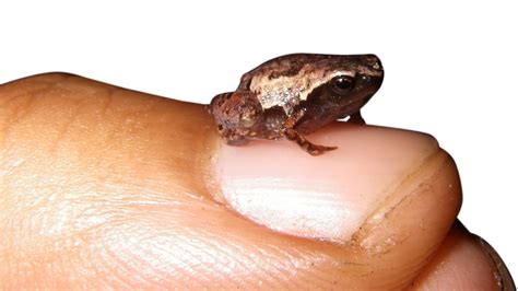 Researchers want to unlock genetics of the world’s tiniest animals | Popular Science