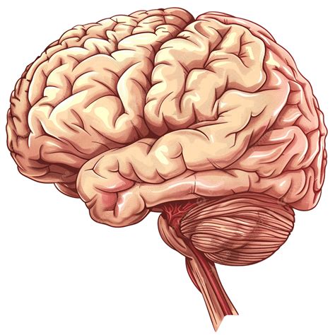 3d Brain Model, Brain Anatomy, Brain Structure PNG Transparent Image ...