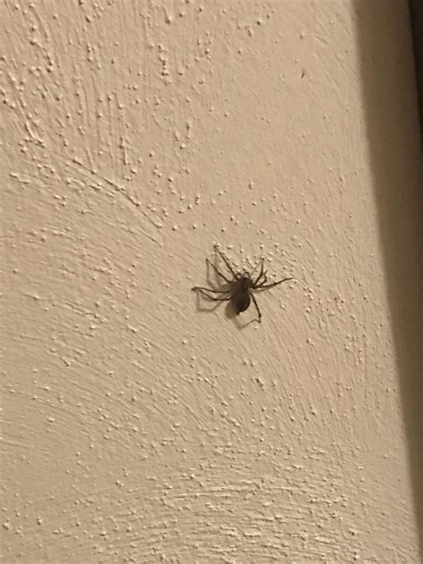 Spider in Iowa! Need identification