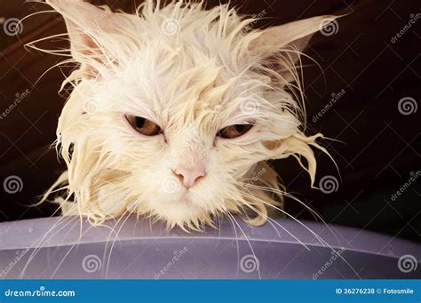 Wet kitty stock photo. Image of humor, unhappy, kitten - 36276238