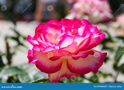 A Close Up of a Gorgeous Pink and White Rose in the Garden Surrounded ...