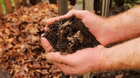 How to Turn Fall Leaves into Garden Mulch - Randy Lemmon