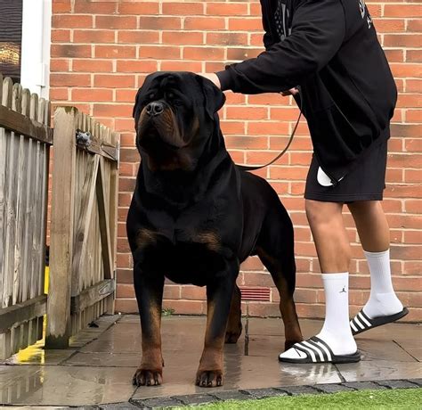 Picture-perfect moment. 📸 in 2025 | Rottweiler dog, Rottweiler breed ...