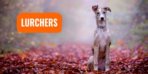 Common Problems With Lurchers And How To Fix Them