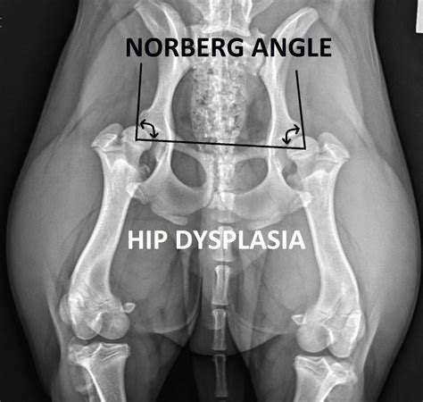 Hip Dysplasia - What You Need To Know - My Vet Animal Hospital