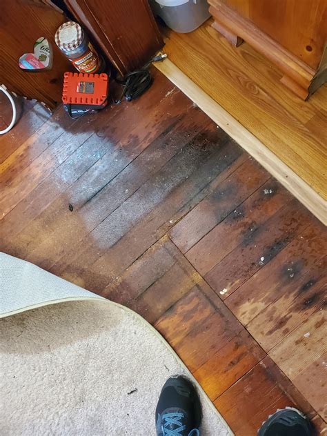 Dog urine on hardwood online
