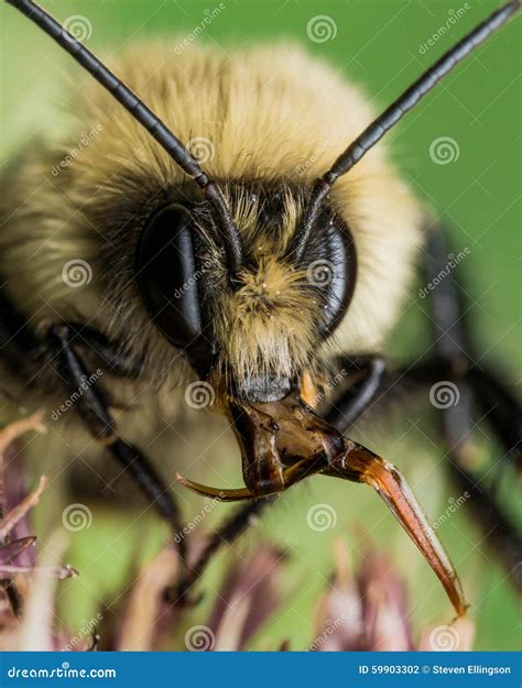 Bumble Bee Portrait Showing Mouth Parts Stock Photo - Image of flower ...