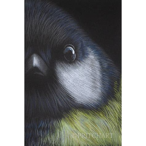 Great British Tits | Shop | Pritch Art