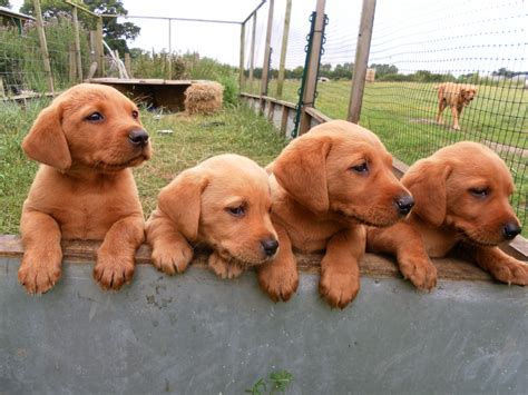 Fox Red Labrador Retriever Puppies - Stom