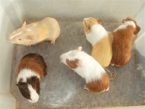Best Guinea Pig Breeding at Carmina Cox blog