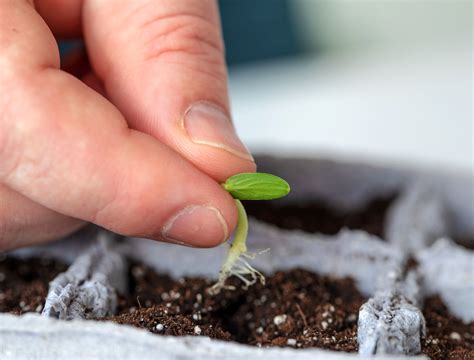 12 Fast Growing Seeds That Germinate Quickly - Backyard Boss