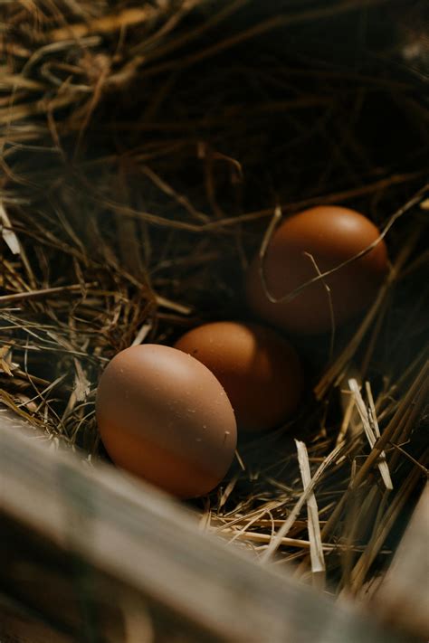 Do I Need a Cockerel for Chickens to Lay Eggs?