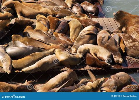 San Francisco Sea Lions stock photo. Image of overpopulated - 85796