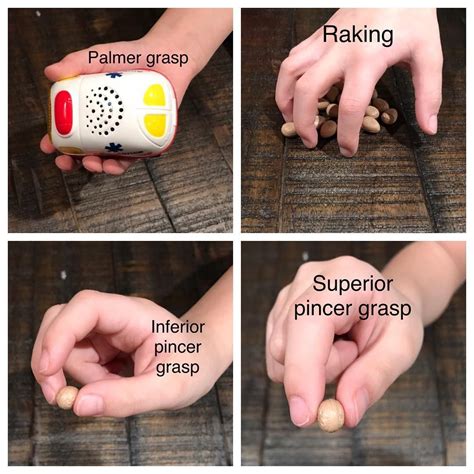 A pincer grasp is the beginning of fine motor skill refinement that ...