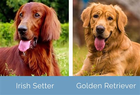 Irish Setter vs. Golden Retriever: Key Differences (With Pictures) | Hepper
