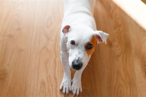 Pet Friendly Flooring Adelaide, Best Flooring for Homes with Pets
