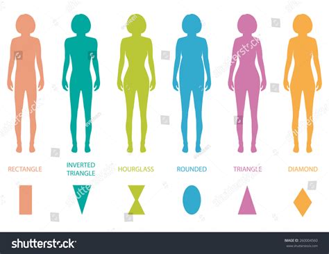 Female Body Types Anatomywoman Front Figure Stock Vector 260004560 ...