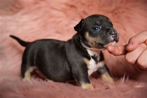 What Is A Pocket Bully Puppy at Koby Rawling blog