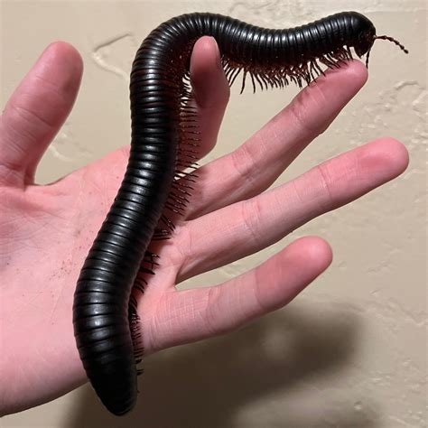 Archispirostreptus gigas (Giant African Millipede) - Gallegos Zoological