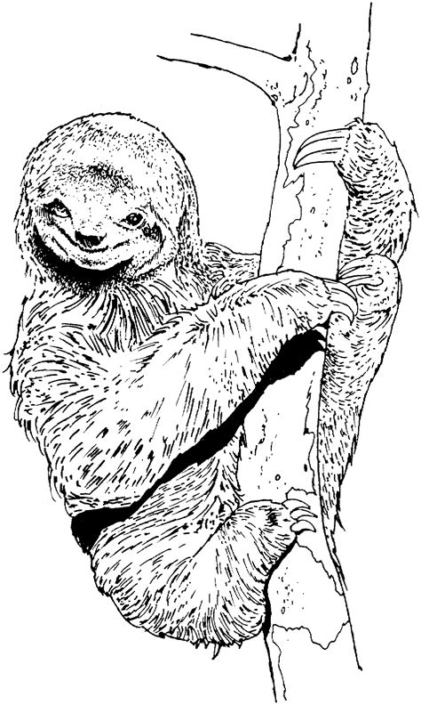 Sloth Coloring Pages - Best Coloring Pages For Kids
