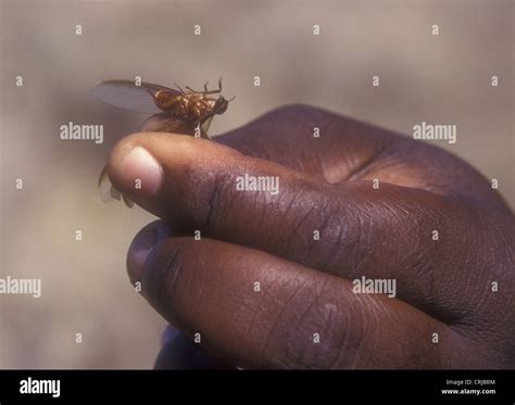 Black Africa hand holding flying termite by the wings Samburu National ...