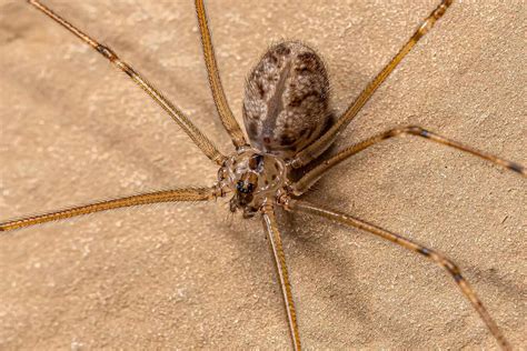 10 Common Brown Spiders in California - A-Z Animals