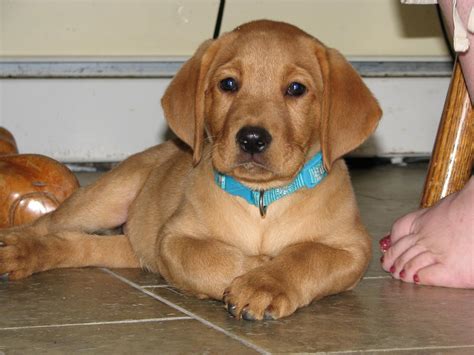 Red Lab Puppy