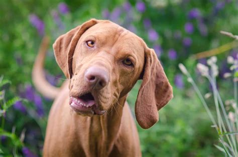 How Long Do Vizslas Live