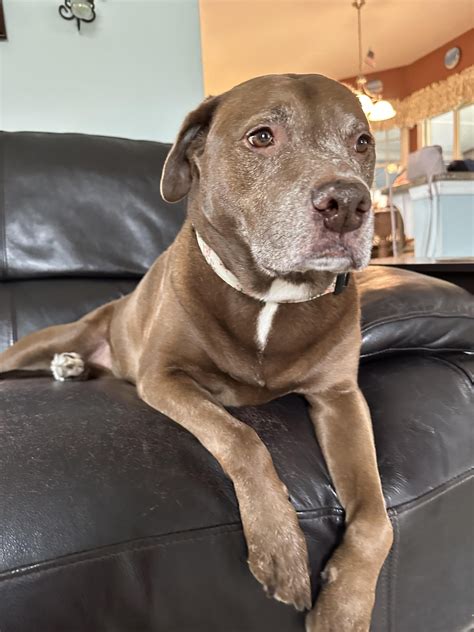 Just sent out Reese’s Wisdom Panel!! : r/DoggyDNA