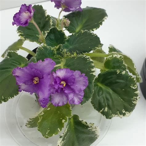 Penny Lover – bloomlovers.com