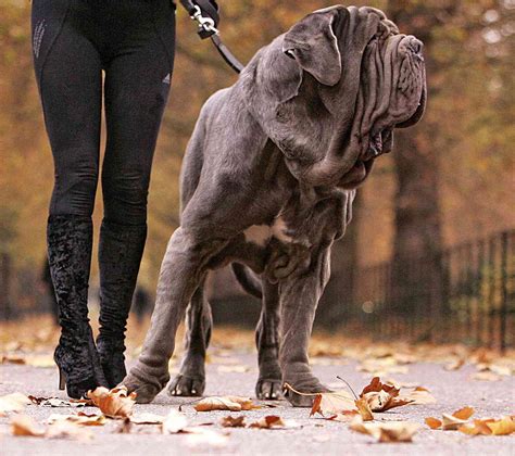 Extra Large Dog Breeds HOW TO: Take Care Of Large And Extra Large Dog