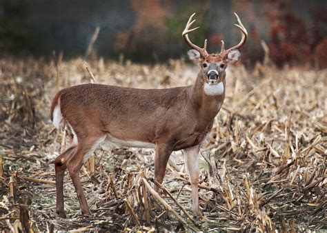 Pa. deer-hunting season set to begin early Saturday: Here's everything ...