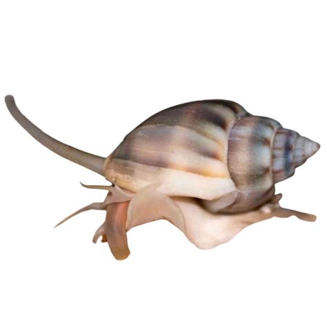 Saltwater Snails for Sale | Foxy Saltwater Tropicals