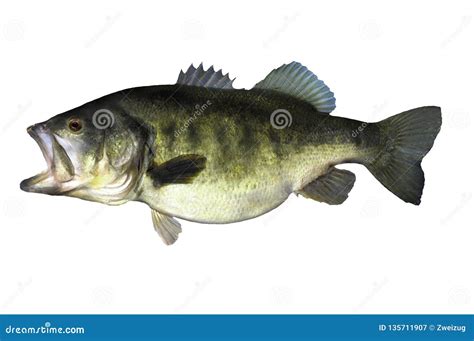 Largemouth Bass Fish with on White Backgorund Stock Image - Image of ...