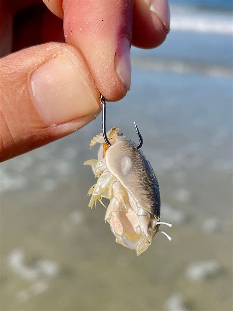 Mole Crabs Bite Meet The Mole Crab, A Common And Surprising Beach
