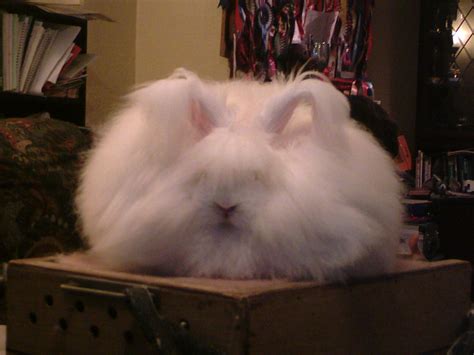 Variations in Faces and Ears in the English Angora - UK National Angora ...