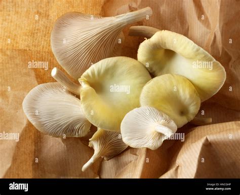 Golden oyster mushrooms (Pleurotus citrinopileatus), freshly picked ...