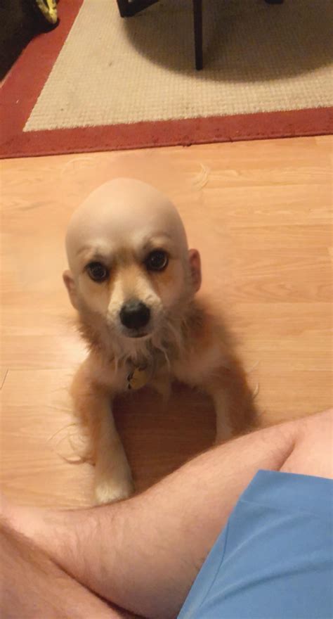 Dog On Bald Head at Carroll Newton blog