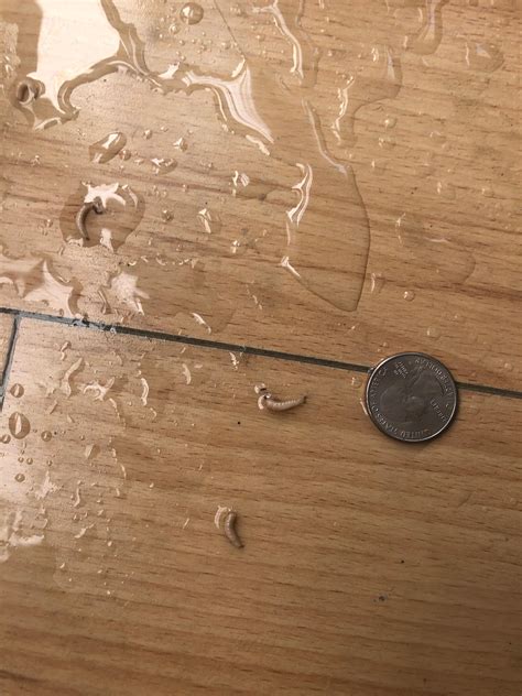 Why Are Maggots On My Kitchen Floor at Bill Voigt blog