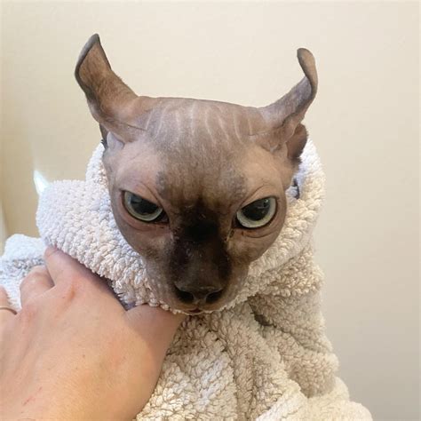5 out of 6 very angry bath day faces : r/sphynx