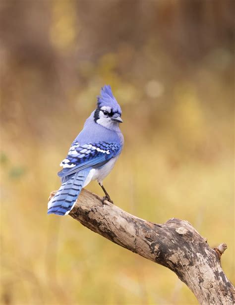 Blue Jay Diet, Habitat, Migration Patterns, and More