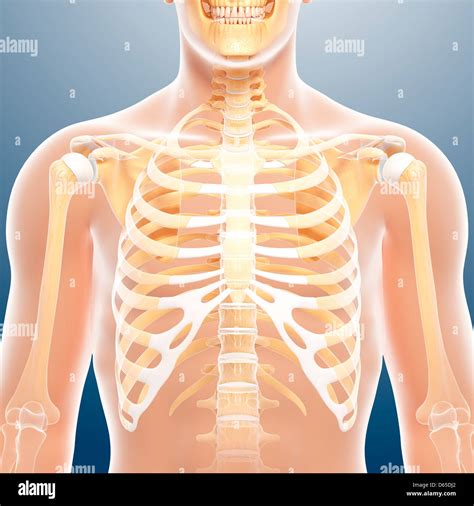 Male Chest Anatomy