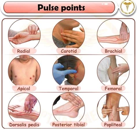 Pulse points are anatomical locations where superficial blood vessels ...