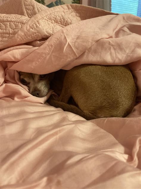 Choco - Dobbie: apter de day we hadded yesterday wiff momma being gone ...