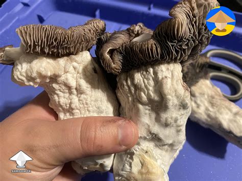 Tidal Wave fruiting - by Mycelia P