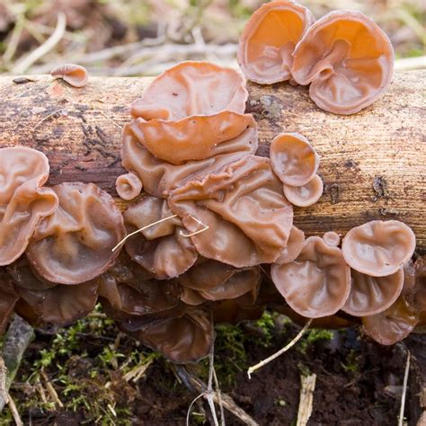 Wood Mushrooms