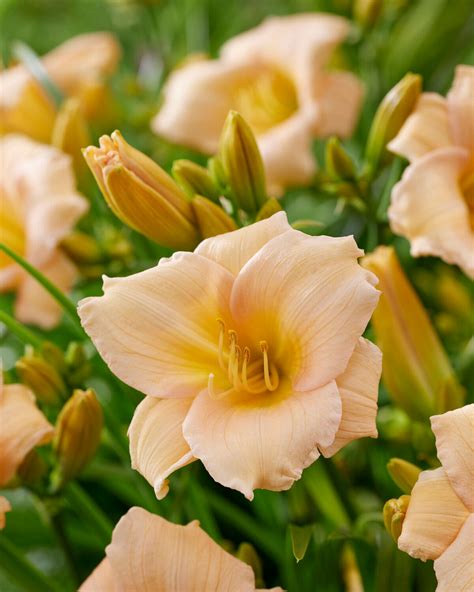 Hemerocallis (daylily) 'Mini Pearl' bare roots — Buy online at Farmer ...