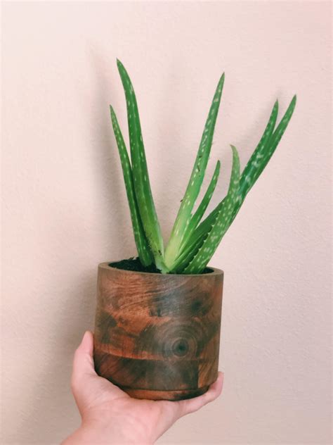 In love with my new aloe plant & pot. : r/houseplants