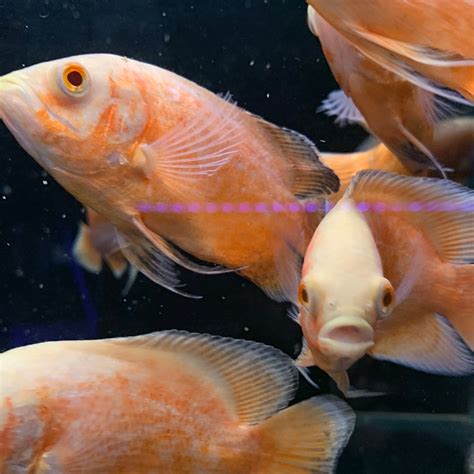 Albino Tiger Oscar Cichlid – Mississauga Aquarium